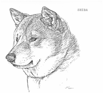 Стандарт породы сиба описание сиба ину шиба ину shiba Стандарт породы сиба